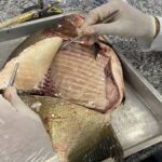 Viveiros de peixes no Pantanal com presença de Salmonella identificada em pesquisa científica