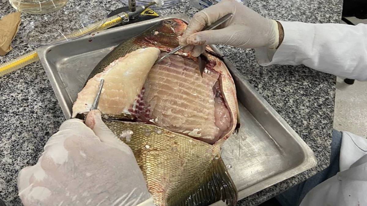 Viveiros de peixes no Pantanal com presença de Salmonella identificada em pesquisa científica